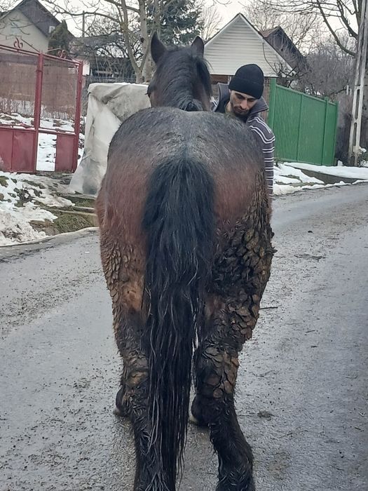 Mânz de doi ani de vanzare