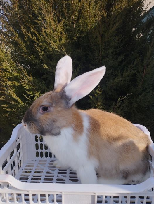 Продаются кролики