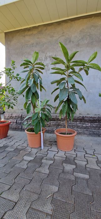 Продается Мушмула японская!