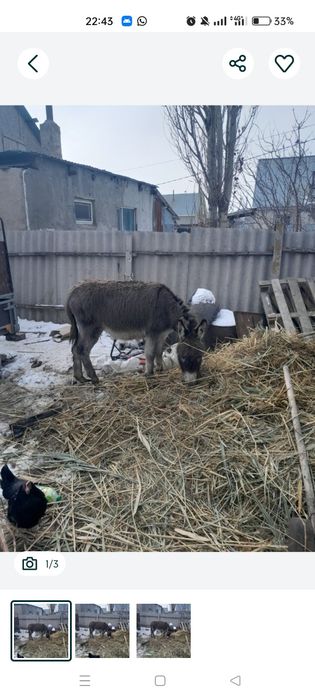 Есек сатылады жем беру