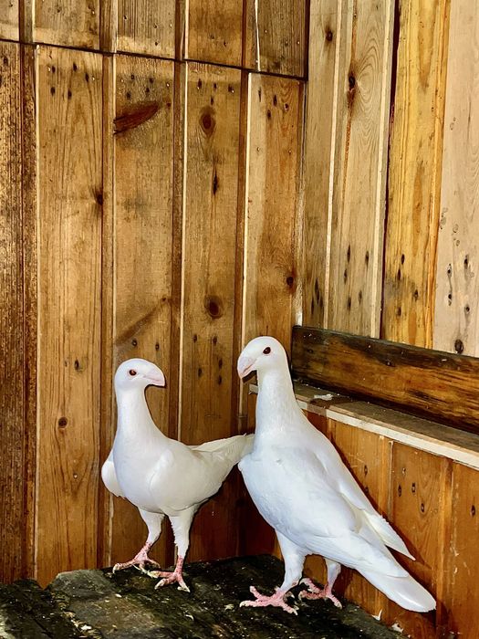 Продам голубей выстовочные немцы