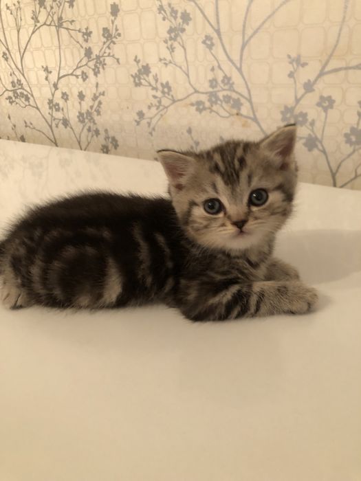 Продам котят Скоттиш