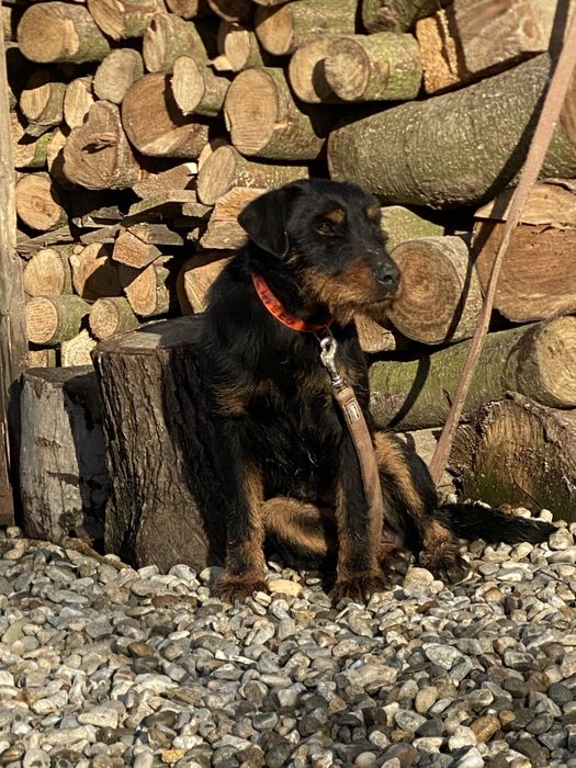 Jagd terrier jagdTerrier