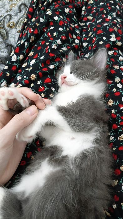 Бесплатно в добрые руки котенок