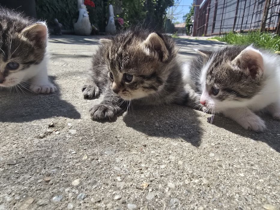 pui de pisică spre ADOPȚIE!!