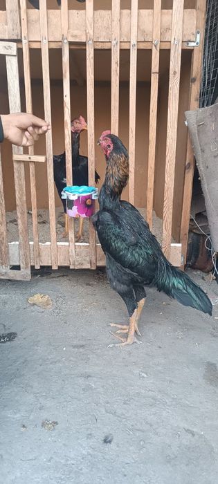 Хуроз жожа тозаси