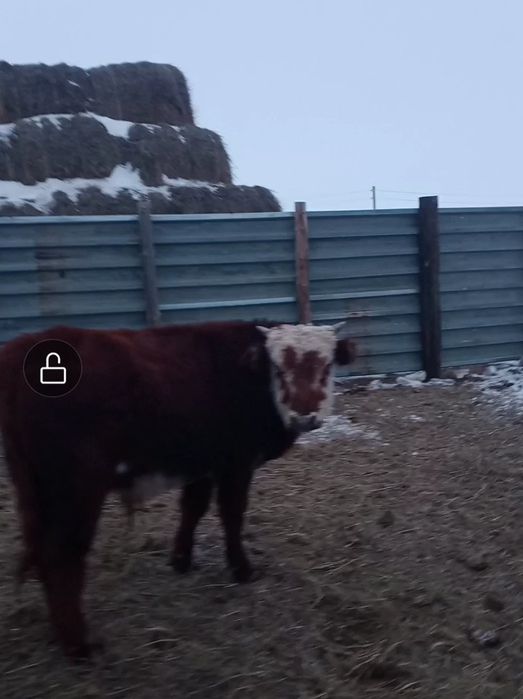 Еркек потсос баспақтар