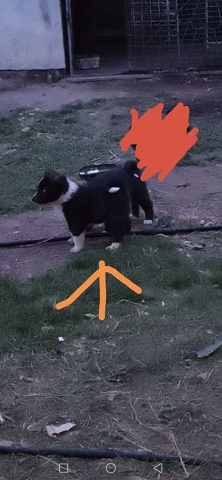 Продам щенка лайки