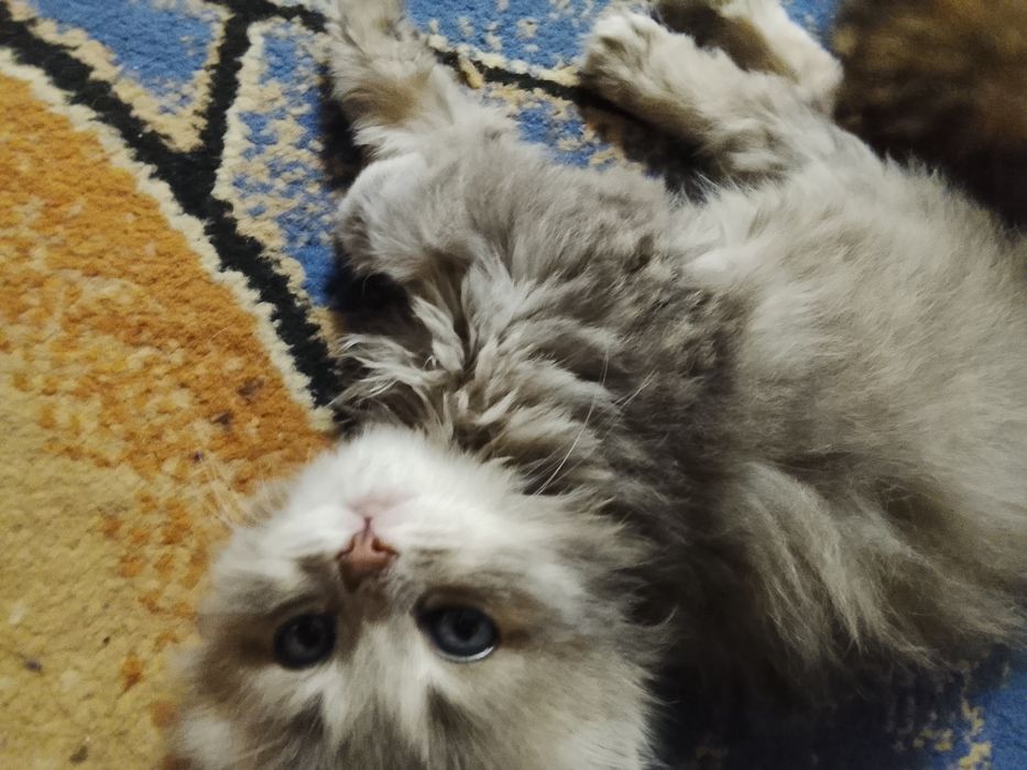 Отдам котят в добрые руки.