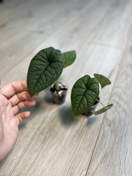 Детки алоказий разные