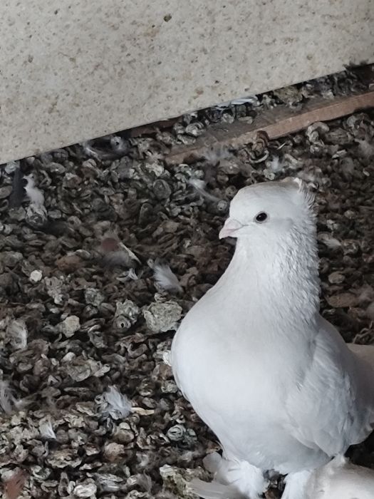 Голуби бакинских