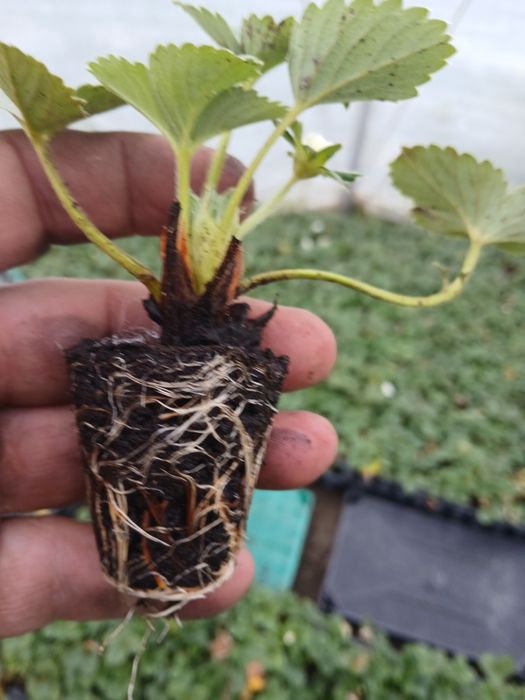 пикиран целогодишен разсад