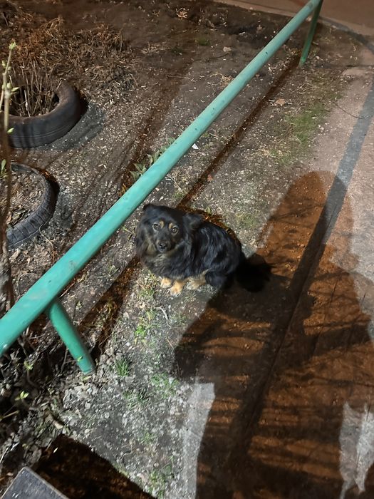 Дом ищет собака девочка стерилизованная