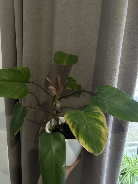 Продам Комнатные  цветы