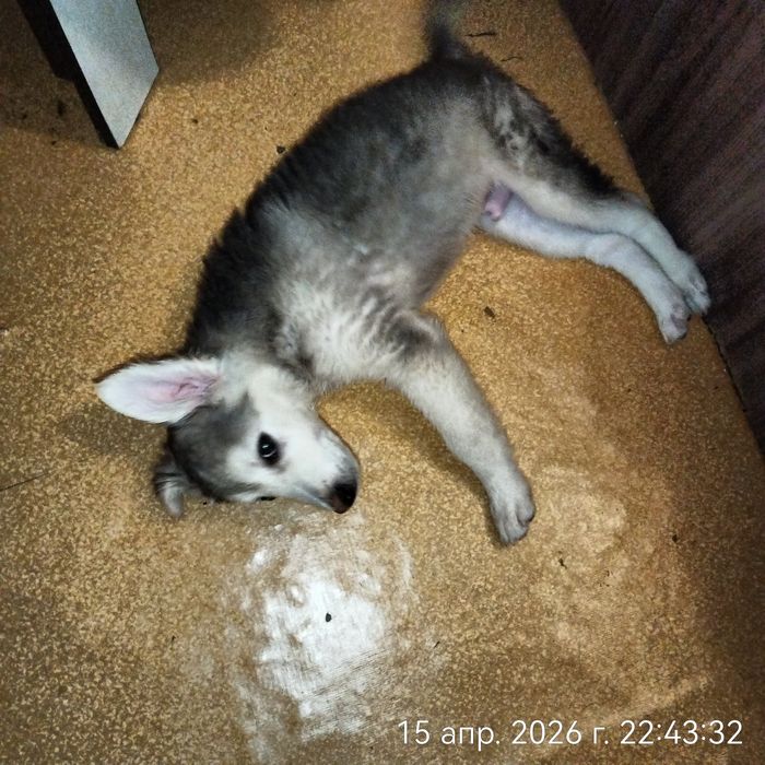 Щенок в поисках дома.