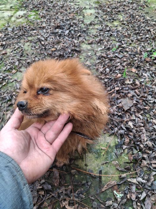 Мъжки померан на 3г