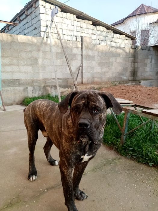 Ищем невесту кане корсо