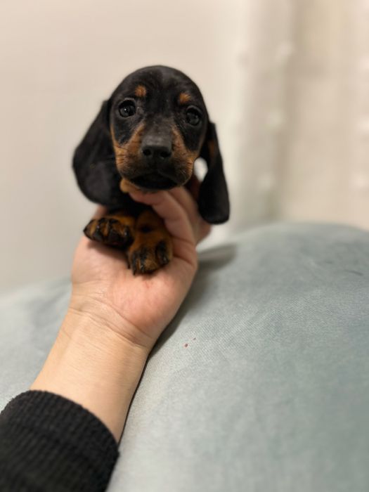 Teckel miniatura din parinti cu Pedigree FCI