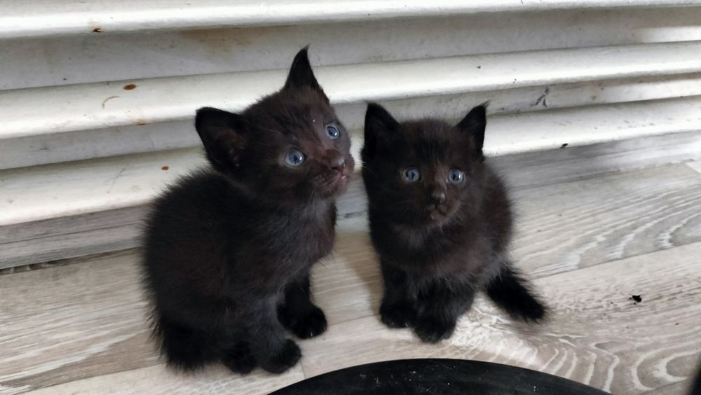 Отдам 4 котят в добрые руки