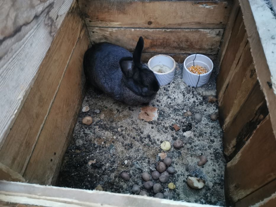 Iepuri de vânzare uriaș german cu californian