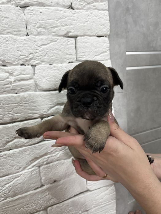 Шенки Француский бульдог !