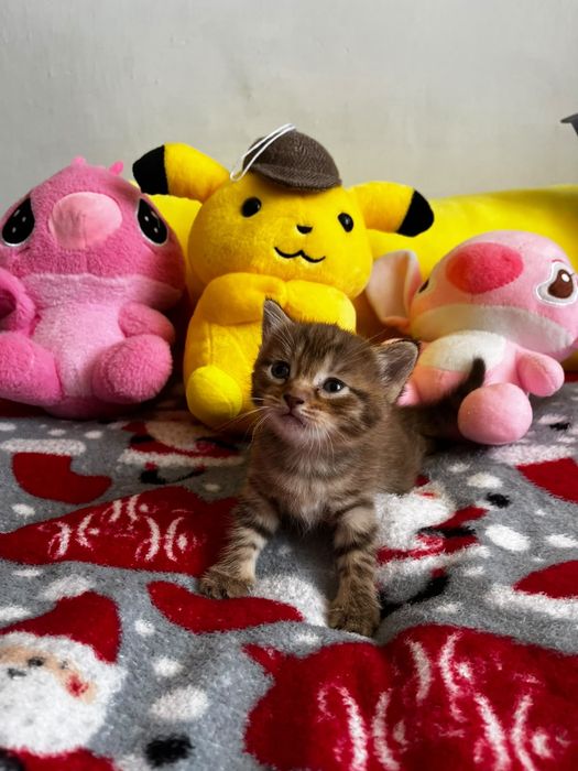 Котята за шоколадку)
