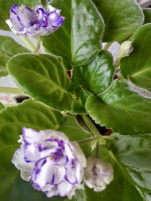 Комнатные цветы.