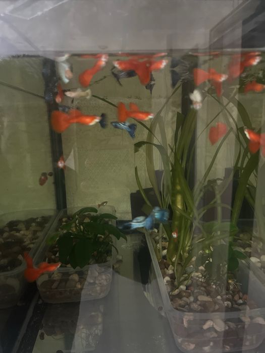 Гуппи full red albino чистая линия