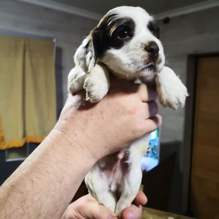 Продаются очаровательные щенки кокер-спаниеля