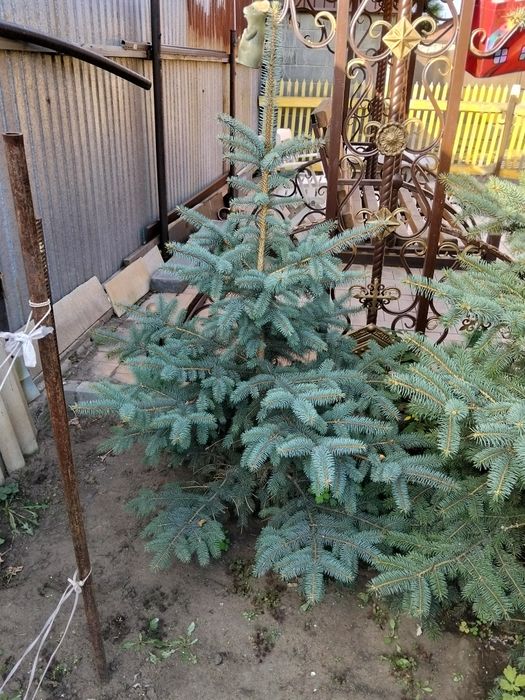Ели голубые разной высоты