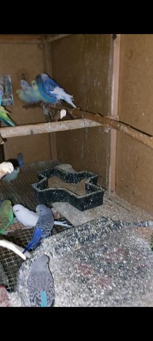 Valnisti papugaylar sotiladi optimga