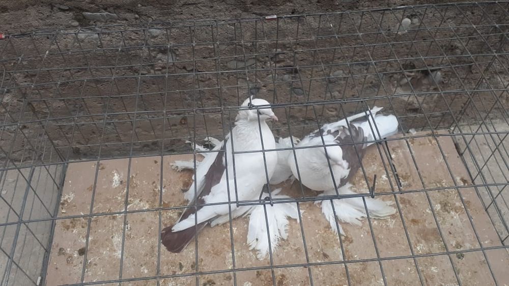 Голуби с/к персы