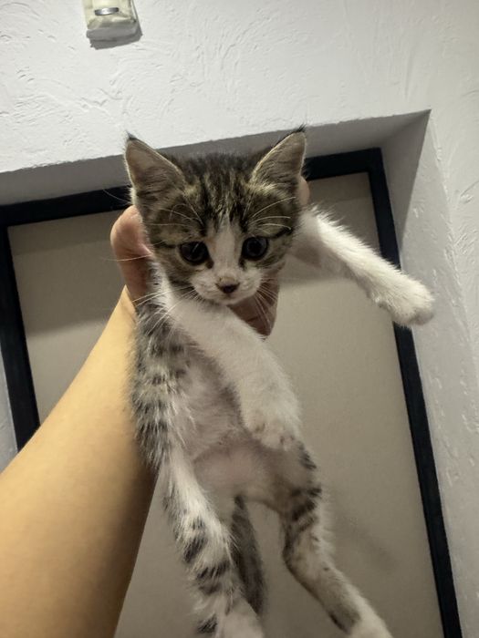 Кошка бесплатно, 2 месяца