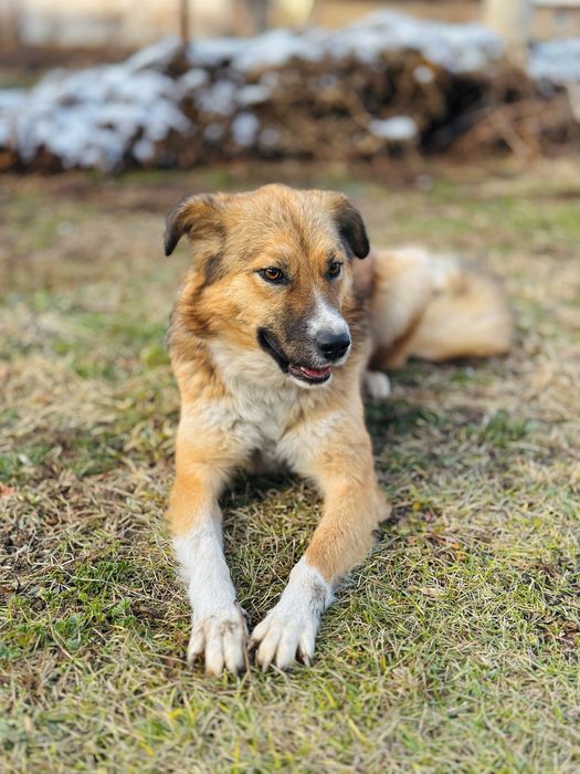 Бирочка ищет семью. Добрая собака