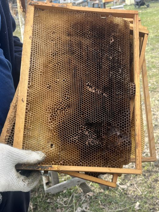 Рамки сушь для пчел