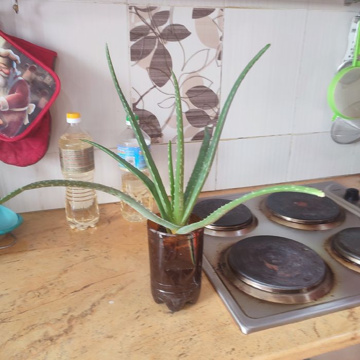 Лечебный Алоэ вера