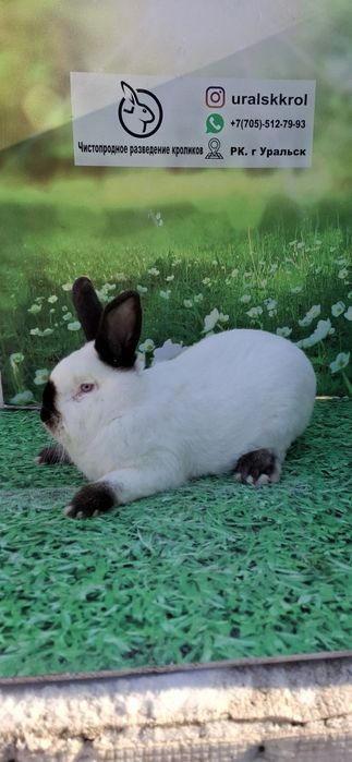 Кролики евро Калифорния
