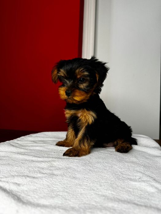 Щенки Йоркширский терьер