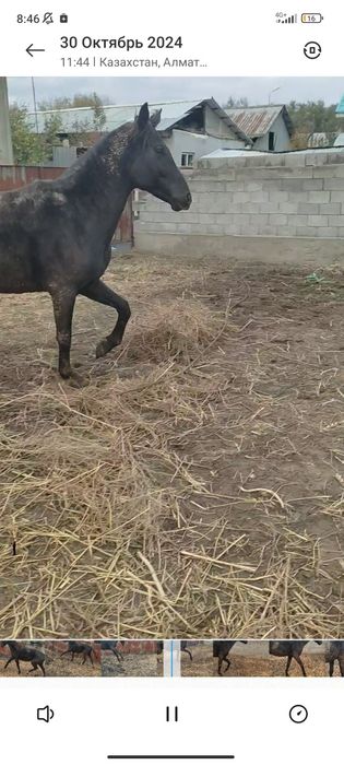 Конь 4 года ноги все целые