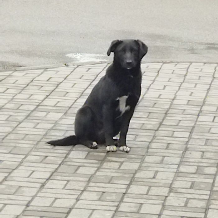 Отдаём щенка девочку