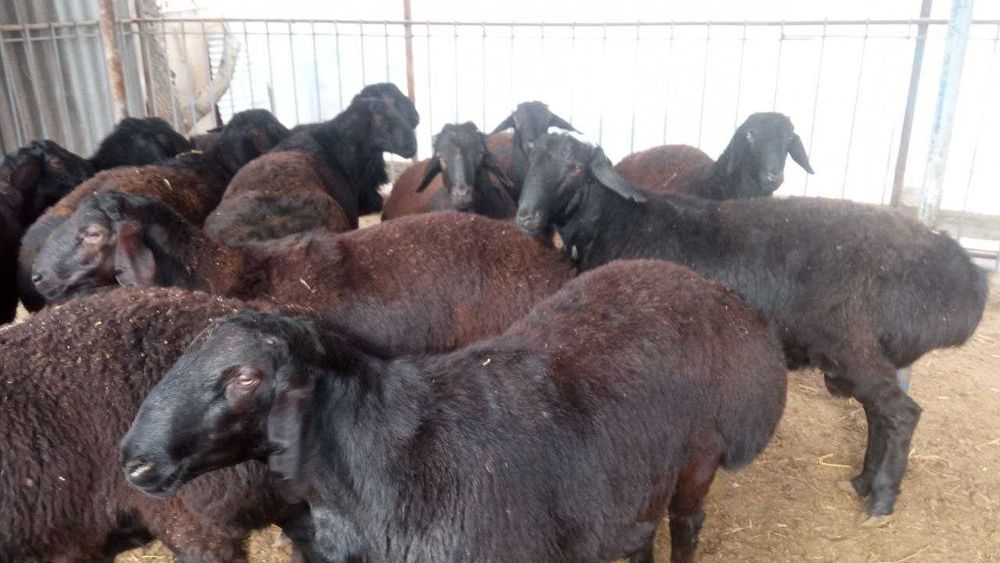 Қўчқор сотилади, боқилган тайёр, зоти хисори