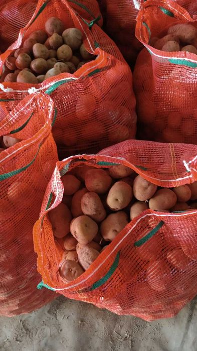 Продам картофель