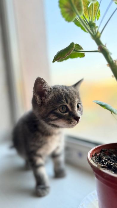 продается котенок + лоток+посуда для еды