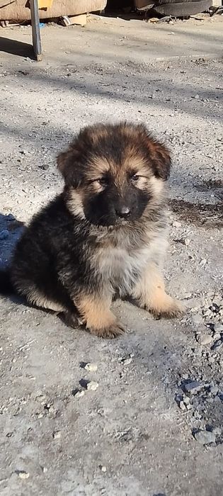 Продам щенков немецкой овчарки