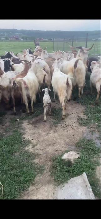 Capre pe alese de vanzare