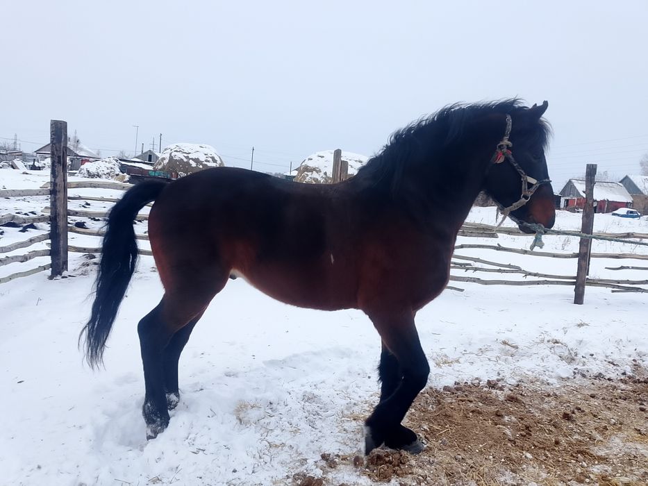 продам жеребца 5 лет