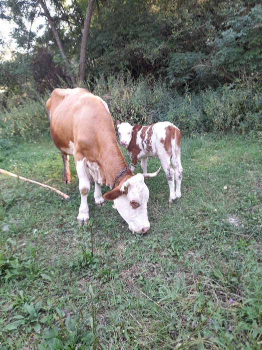 Vând vaca de 9 ani