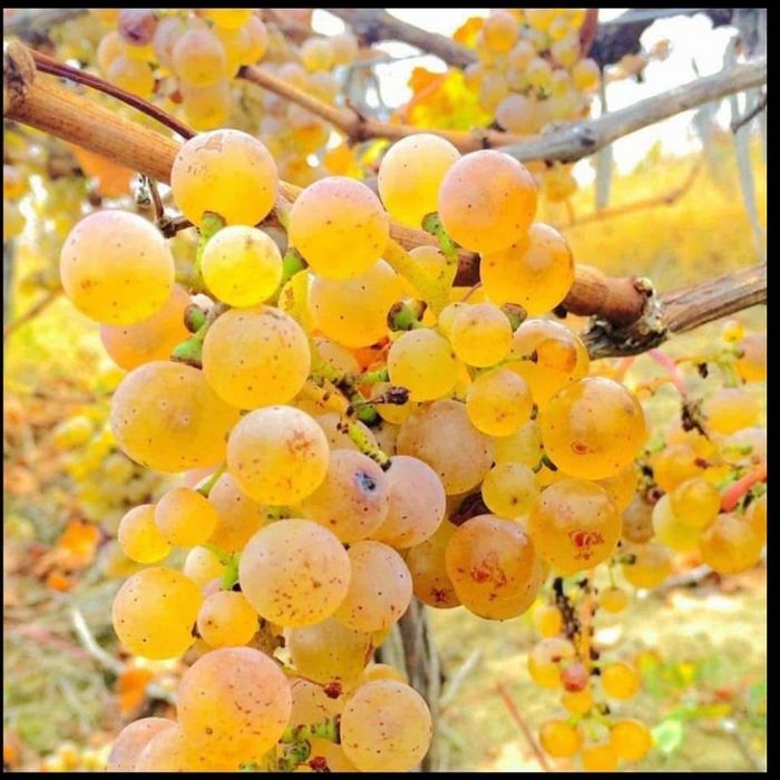 Strugurii de vin