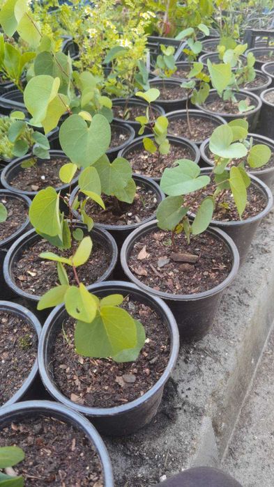 Див рожков (Cercis siliquastrum)  Дърво на Юда