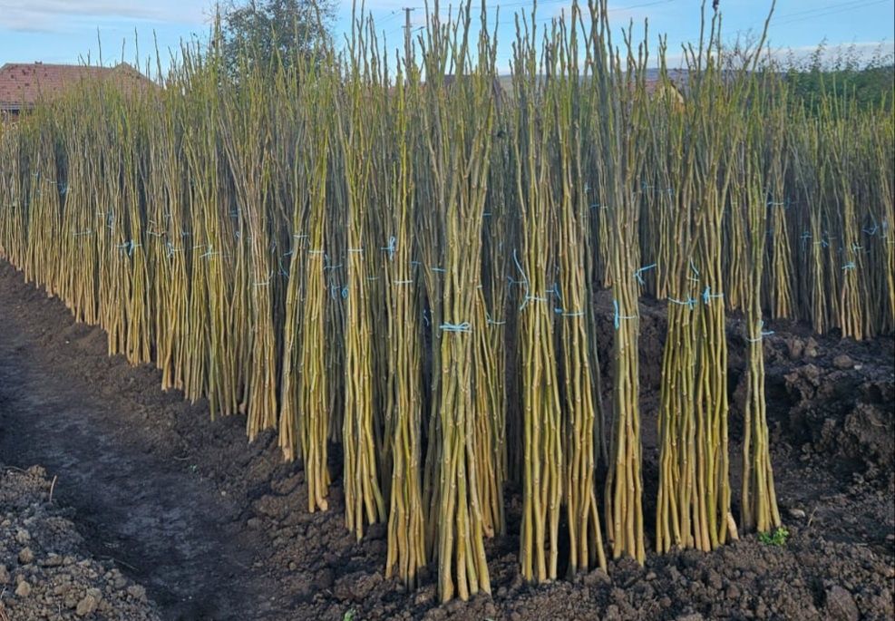 Puieti de nuc certificat